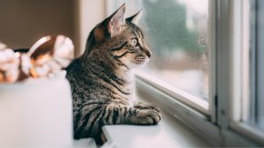 ¿Cómo cuidar a nuestros gatos durante una mudanza? La veterinaria Marcela Valiña te cuenta todo lo que tenes que saber al respecto